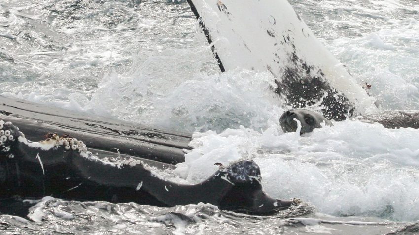 La baleine et le phoque 2